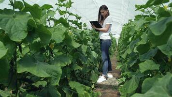 meisje agronoom maakt aantekeningen tussen de groen rijen video