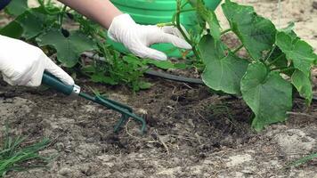 Close up of hands with garden tool video