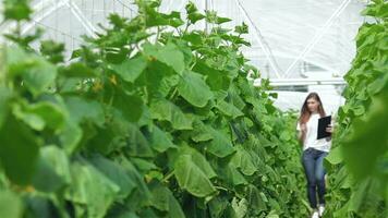 Agronomist with the tablet inspect leaves and passes between rows of green video