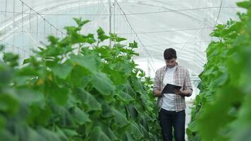 A guy with a clipboard walking slowly between the rows of green video