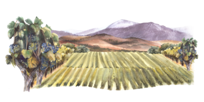 Watercolor landscape with grape fields, vineyards, bushes, trees, grape plant, hills and mountains. Rural landscape, winemaking label. Hand draw watercolor illustration png