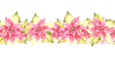 Watercolor painted seamless border, pattern of pink yellow Poinsettia Pulcherrima flowers and leaves, splashes Plant illustration for Christmas, New Year card, wrapping paper png