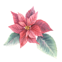 Watercolor hand draw red poinsettia, pulcherrima flowers and leaves Traditional plant for Christmas or New Year decor, greeting card design, winter holiday celebrate print png