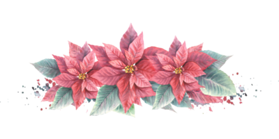 Watercolor painted compositions from red Poinsettia, Pulcherrima flowers, leaves with aquarelle splashes. Plant for Christmas or New Year card, winter holiday celebrate print png