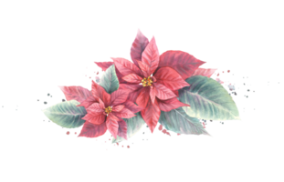 Watercolor painted compositions from red Poinsettia, Pulcherrima flowers, leaves with aquarelle splashes. Plant for Christmas or New Year card, winter holiday celebrate print png