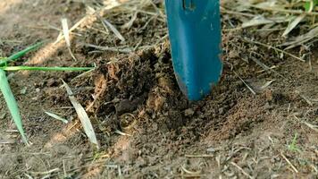 boeren zijn gebruik makend van schoppen naar graven omhoog de grond in voorbereiding voor aanplant bomen. video