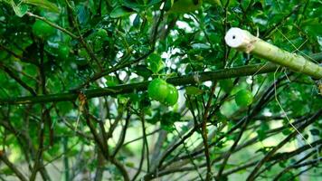 água gotas em a limão árvore quando isto chuvas ou águas a plantar. video