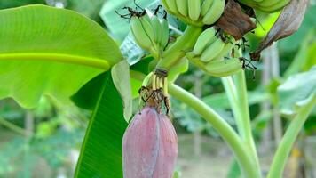 le vert bananes étaient vert et avait banane fleurs sur eux. video