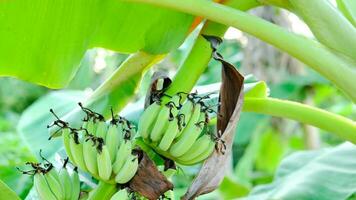 das unreif Bananen wurden Grün und hätten Banane Blüten auf ihnen. video