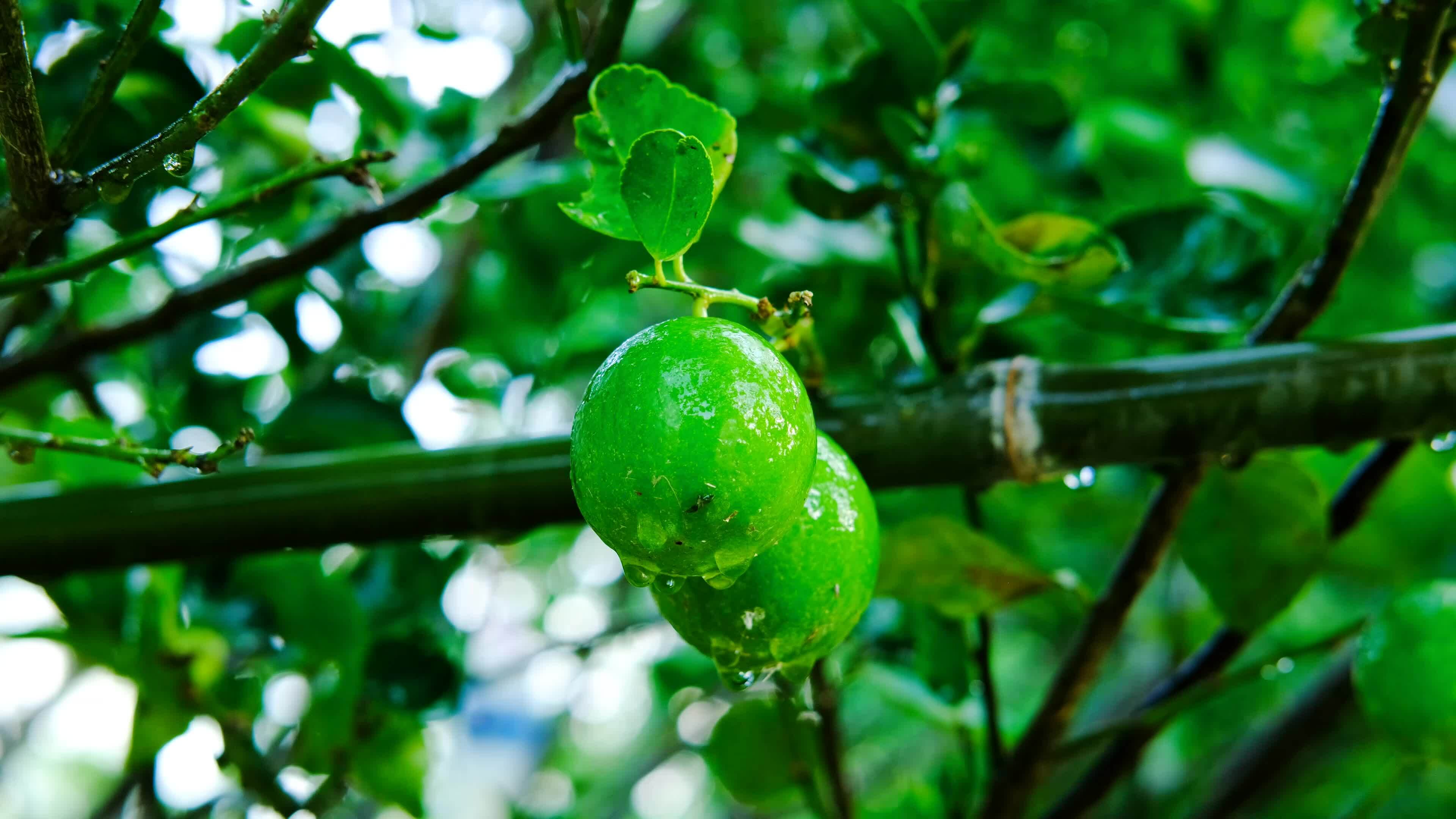 Lemons on the tree dripping water after rain or watering the plant