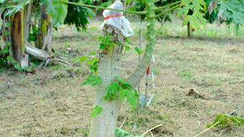 papaia alberi quello siamo potati per essere più corto e produrre meglio risultati video