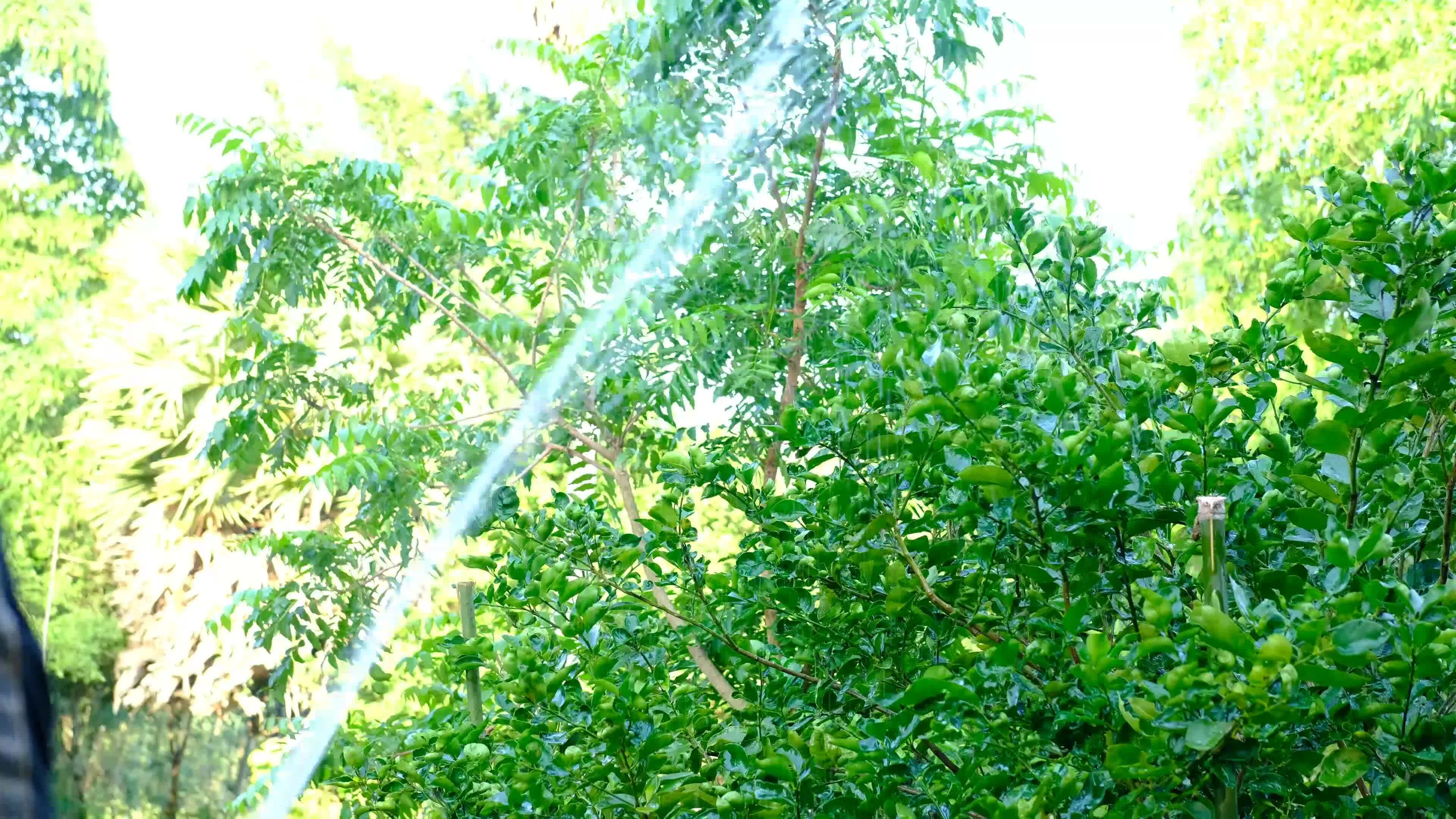 Farmers are spraying water on lemon trees. 34634529 Stock Video at Vecteezy