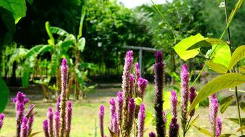 hermosa rosado morado flores en medio de verde jardín video