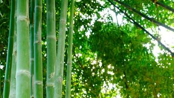 hermosa verde bambú jardín paisaje y piezas de seco hojas ese tener caído a el suelo video