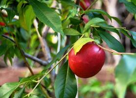 Ripe red nectarine on the tree photo