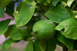 Green lemon on a lemon tree photo