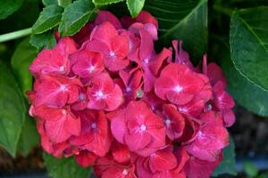 Small pink Hydrangea flowers with green background photo