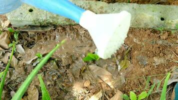 uma chuveiro é rega a aloés vera mudas dentro a plantação área. video