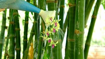 Les agriculteurs arrosage orchidées dans le Extérieur bambou jardin video
