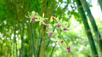 boeren gieter orchideeën in de buitenshuis bamboe tuin video