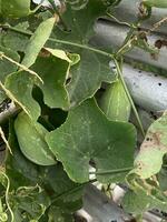 hiedra calabaza Fruta en naturaleza jardín foto