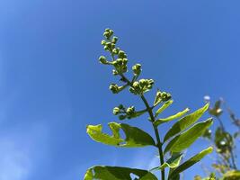 Lagerstroemia speciosa flower in nature garden photo