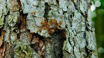 zwermen van rood mieren zijn aan het eten insecten Aan de schors van de boom. video