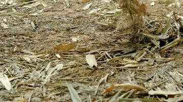 Farmers rake leaves in the garden video