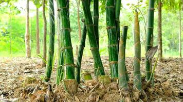 agricultores riego bambú plantas en el cultivo zona video