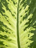 close up of a Dumb cane leaf photo