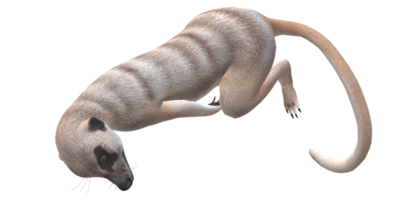 suricata aislado en un transparente antecedentes png