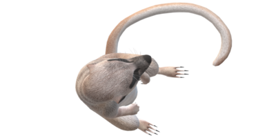 suricate isolé sur une transparent Contexte png