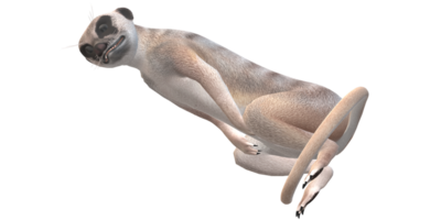 meerkat isolerat på en transparent bakgrund png