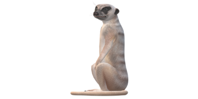 suricate isolé sur une transparent Contexte png