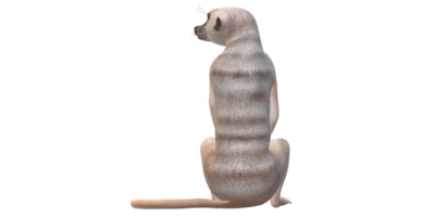 meerkat isolado em uma transparente fundo png