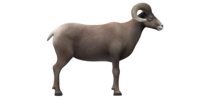 Ram isolated on a Transparent Background png