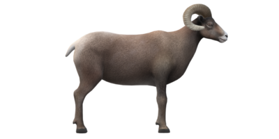 RAM isolado em uma transparente fundo png