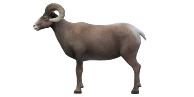 Ram isolated on a Transparent Background png