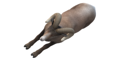 Ram isolated on a Transparent Background png