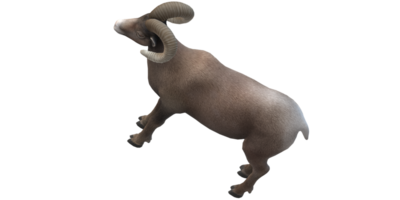 Ram isolated on a Transparent Background png