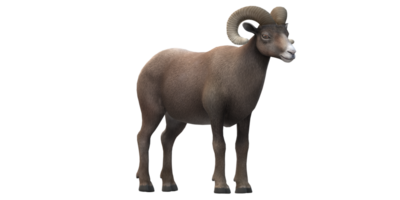 Ram isolated on a Transparent Background png