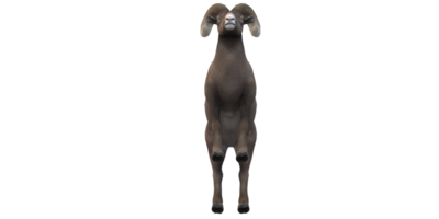 Ram isolated on a Transparent Background png