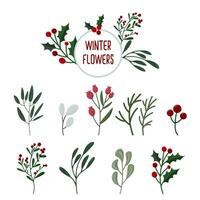 Set of Christmas plants. Winter botanical elements pack. Festive Xmas decor design, plant branches, flora, foliage vector