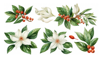 ai, ai genererad, skön stock klämma konst illustration med hand dragen uppsättning vattenfärg kaffe växt gren med vit blommor grön löv och röd bönor png