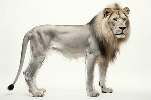ai generado lado ver de un adulto león en contra un blanco antecedentes. radiografía de un leon cuerpo. generativo ai foto