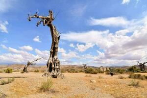 un muerto árbol en el Desierto con un azul cielo foto