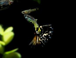 a group of fish swimming in an aquarium photo