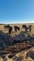 manada de islandés caballos en pastos, increíble animales vivo en Islandia naturaleza. islenski hesturinn raza en congelado prados en espectacular nórdico escenario, campo. foto