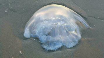 Jellyfish population drifting to the beach and losing their lives due to ecological, climatic and environmental reasons video