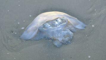 medusa população à deriva para a de praia e perdendo seus vidas vencimento para ecológico, climático e de Meio Ambiente razões video